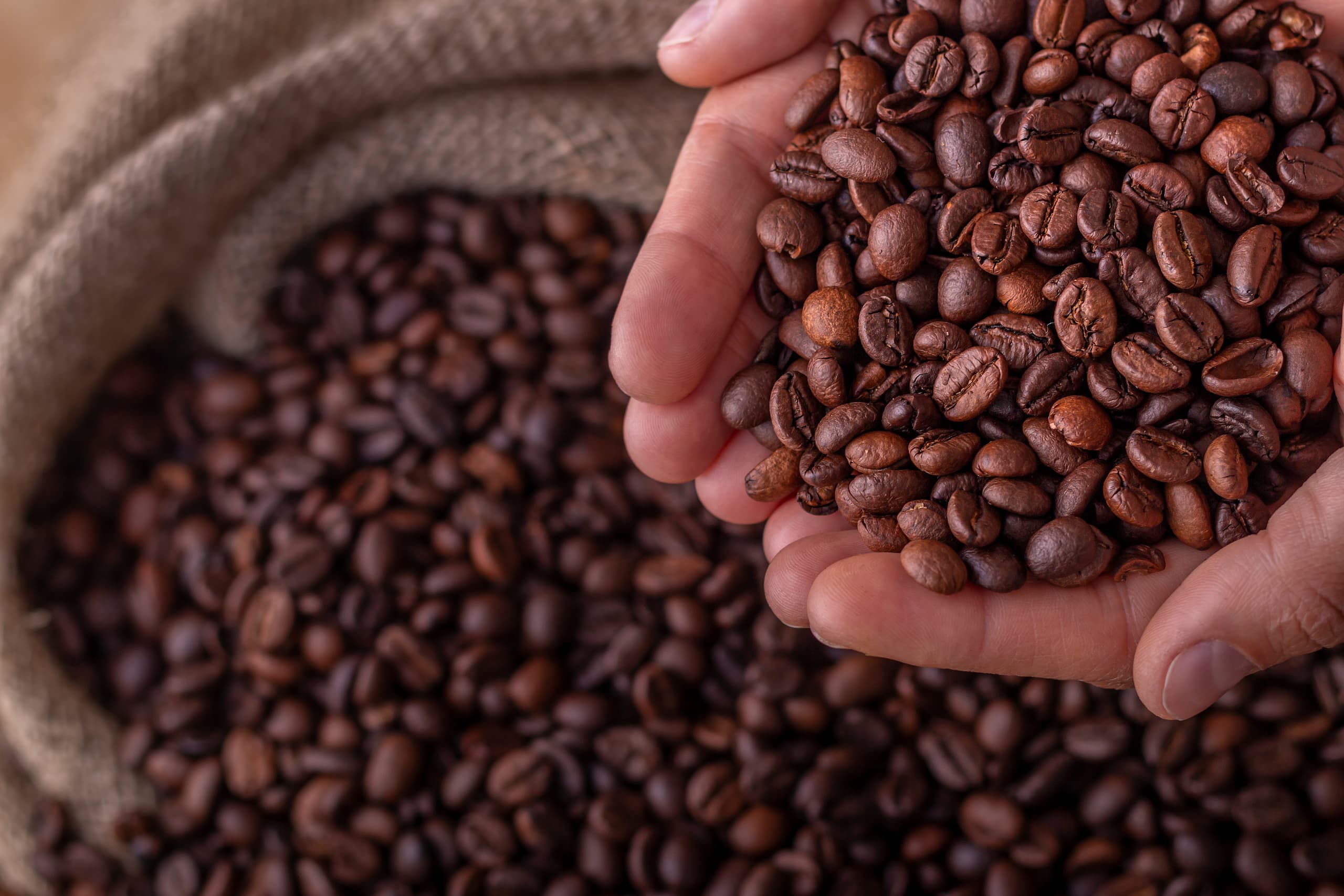 Kaj je Arabica